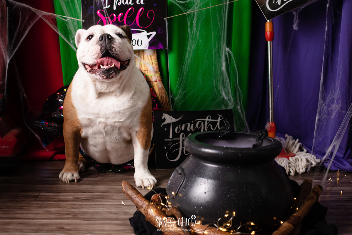 ensaio pet dia das bruxas santo chico fotografia halloween abracadabra disney hocus pocus 2 disney plus