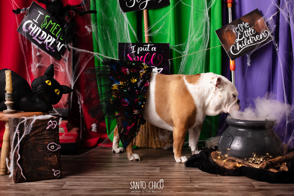 ensaio pet dia das bruxas santo chico fotografia halloween abracadabra disney hocus pocus 2 disney plus