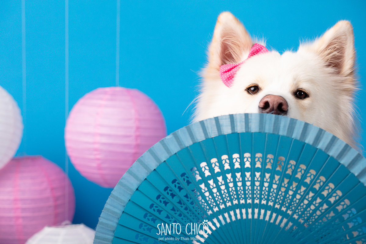 ensaio, aniversario, smash the cake, pet, santo chico, thais mazzoco, ada akita, 