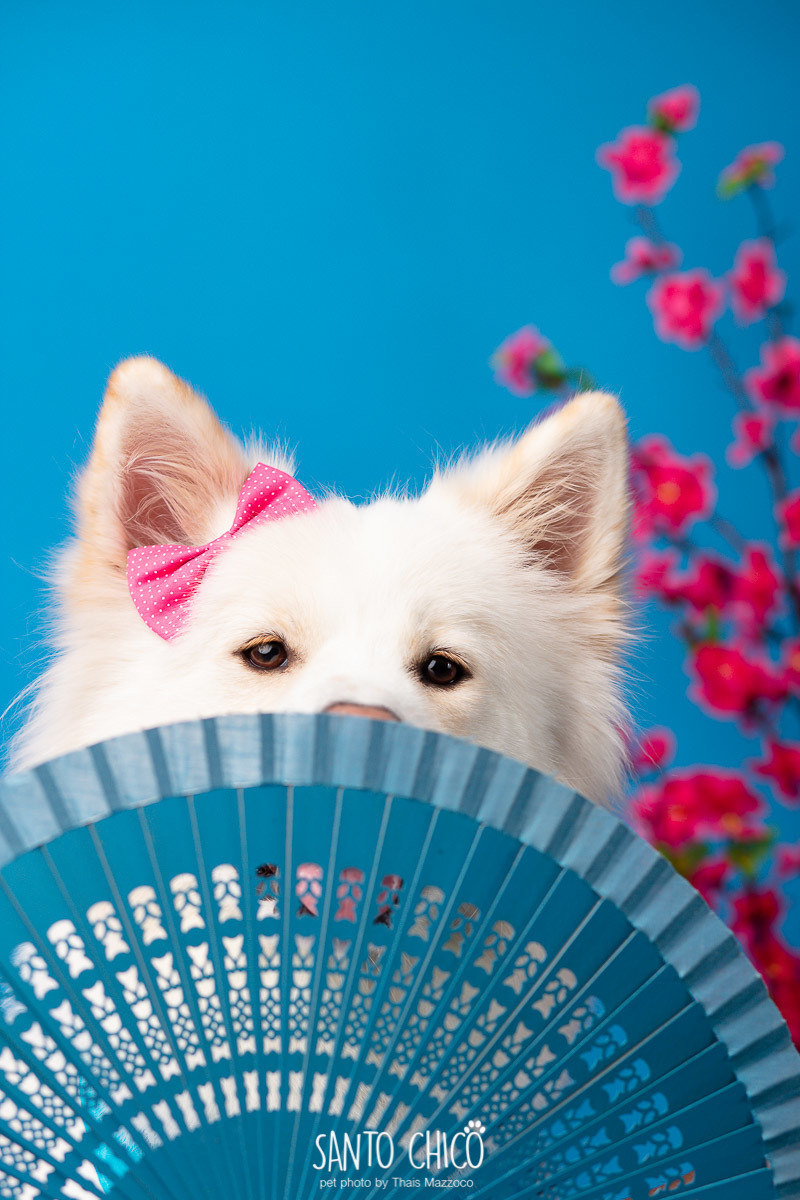 ensaio, aniversario, smash the cake, pet, santo chico, thais mazzoco, ada akita, 