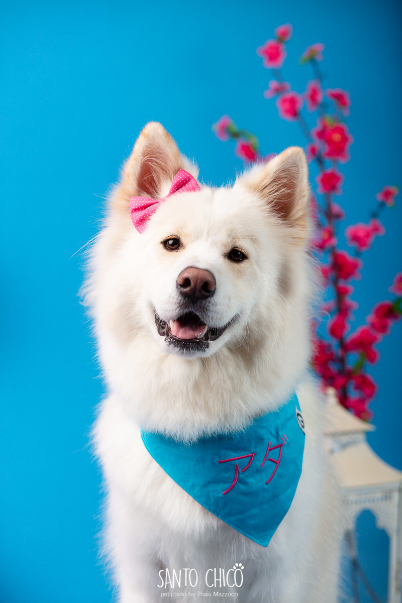 ensaio, aniversario, smash the cake, pet, santo chico, thais mazzoco, ada akita, 