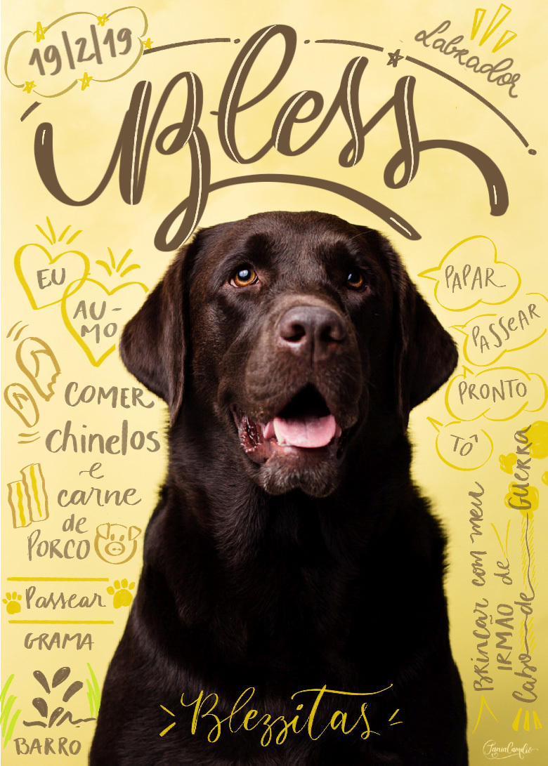 lettering pet - ensaio pet - fotografo pet-fotografia pet-labrador - retrato
