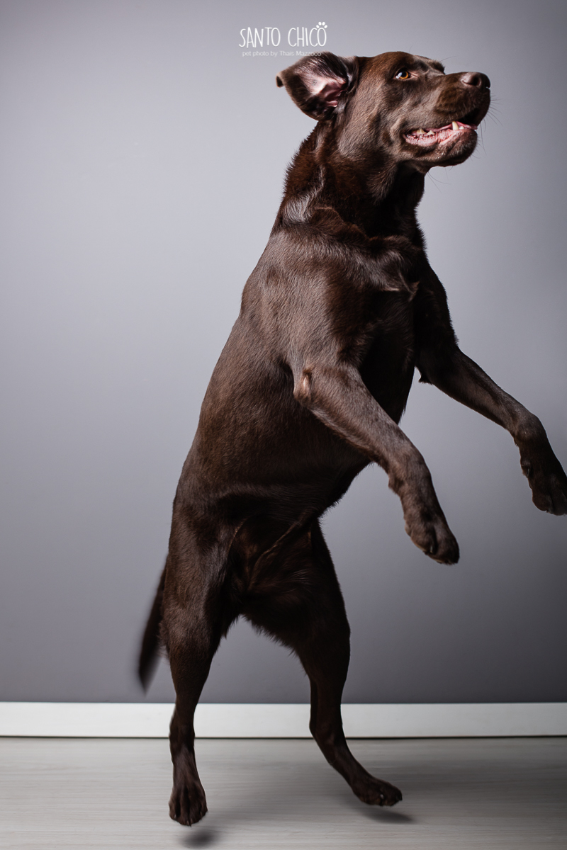 lettering pet - ensaio pet - fotografo pet-fotografia pet-labrador - retrato
