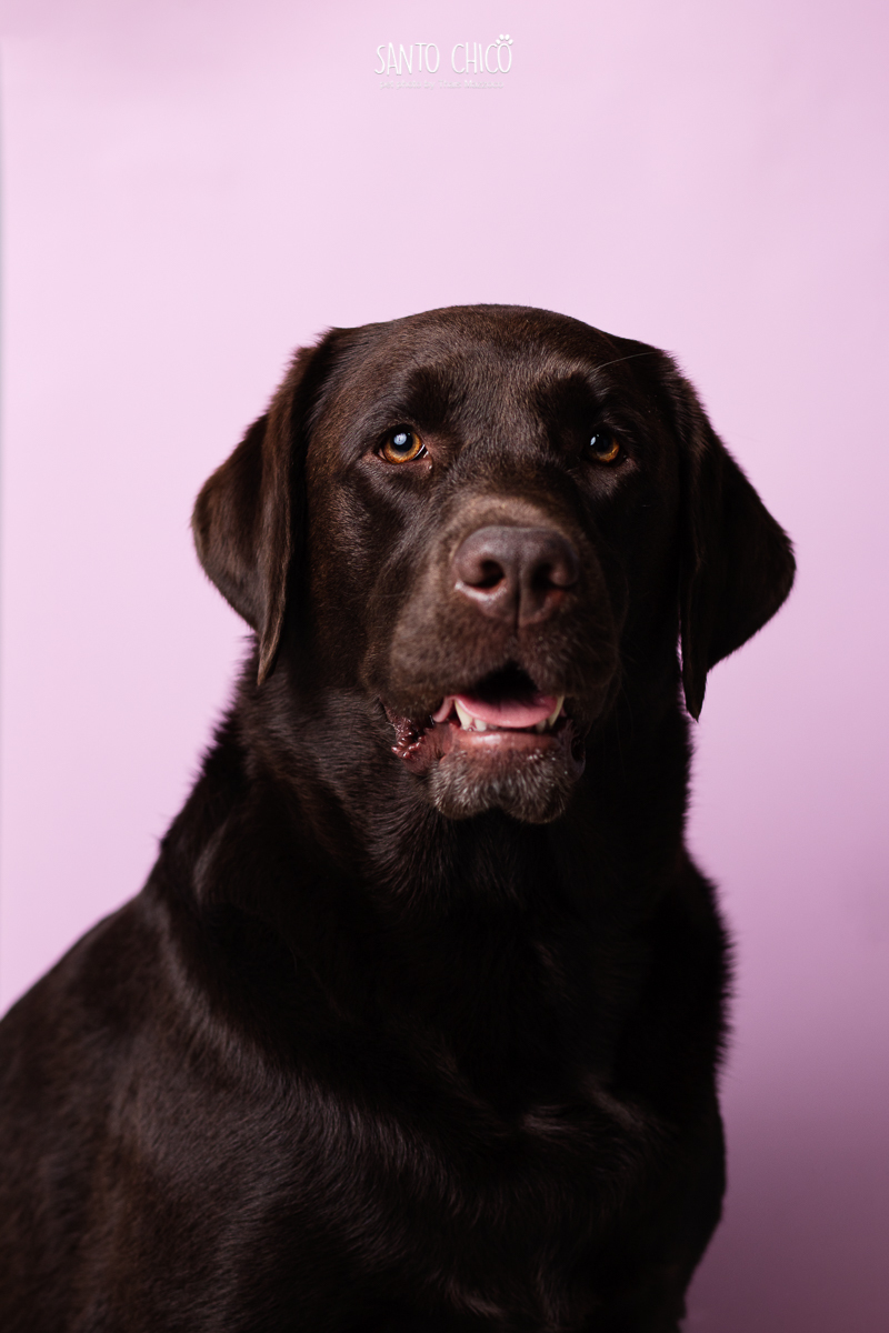lettering pet - ensaio pet - fotografo pet-fotografia pet-labrador - retrato
