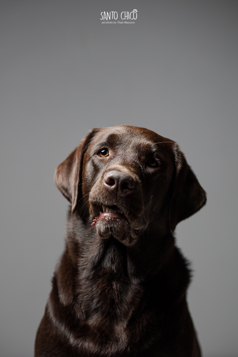 lettering pet - ensaio pet - fotografo pet-fotografia pet-labrador - retrato
