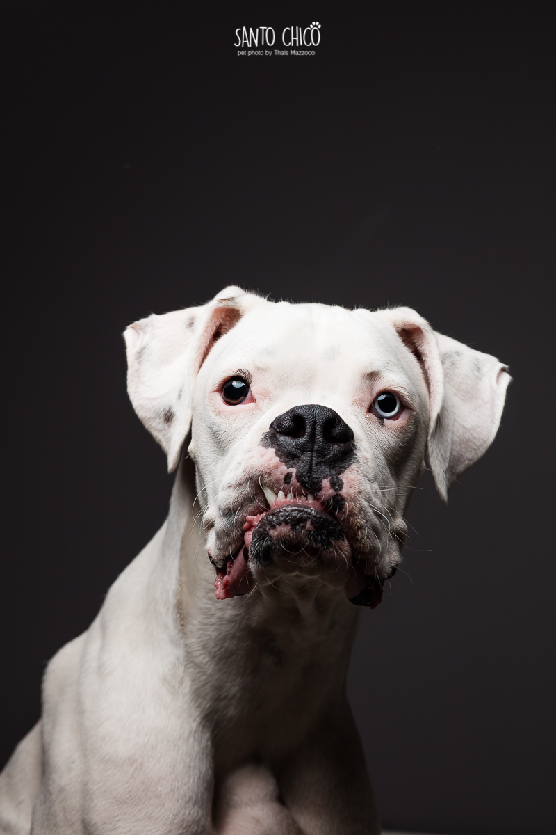 lettering pet - ensaio pet - fotografo pet-fotografia pet-labrador - retrato
