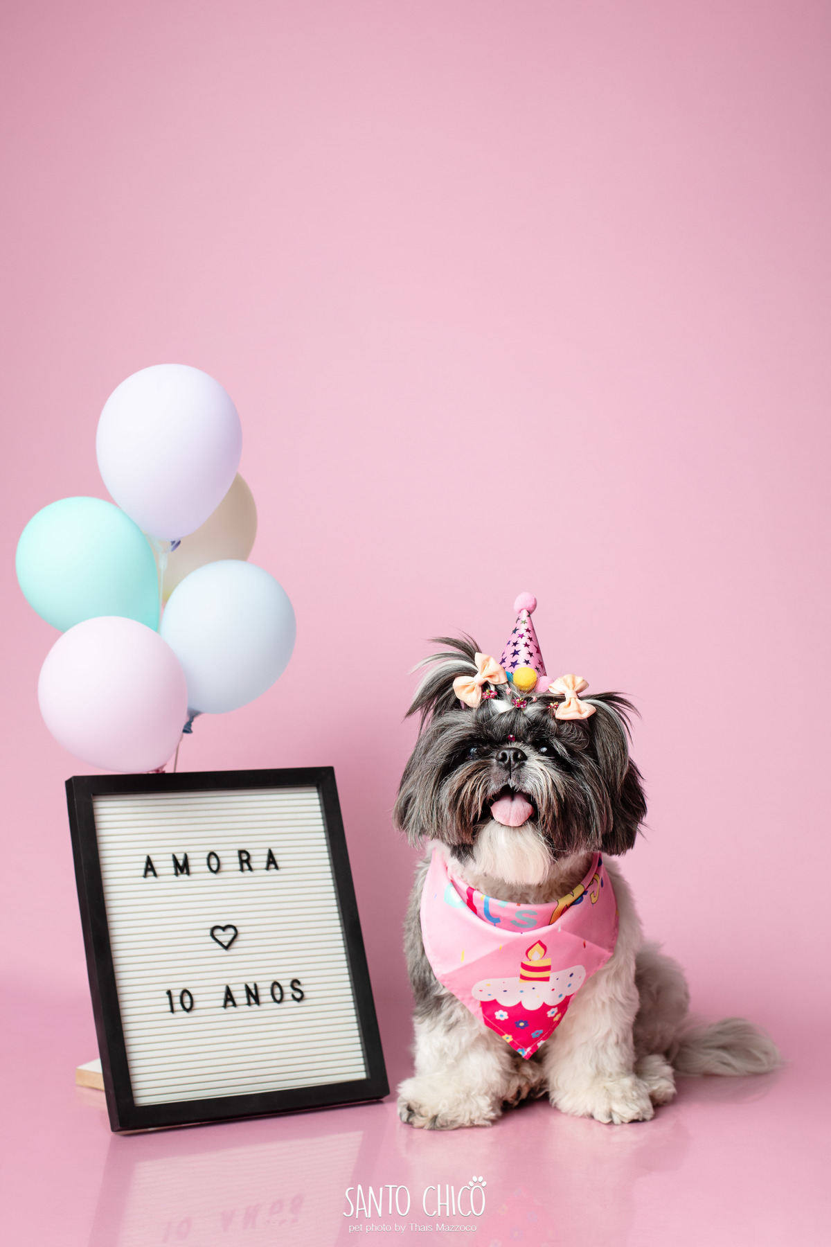 ensaio de familia - aniversario pet - fotografia - estudio - campinas - comemoracao - pet idoso