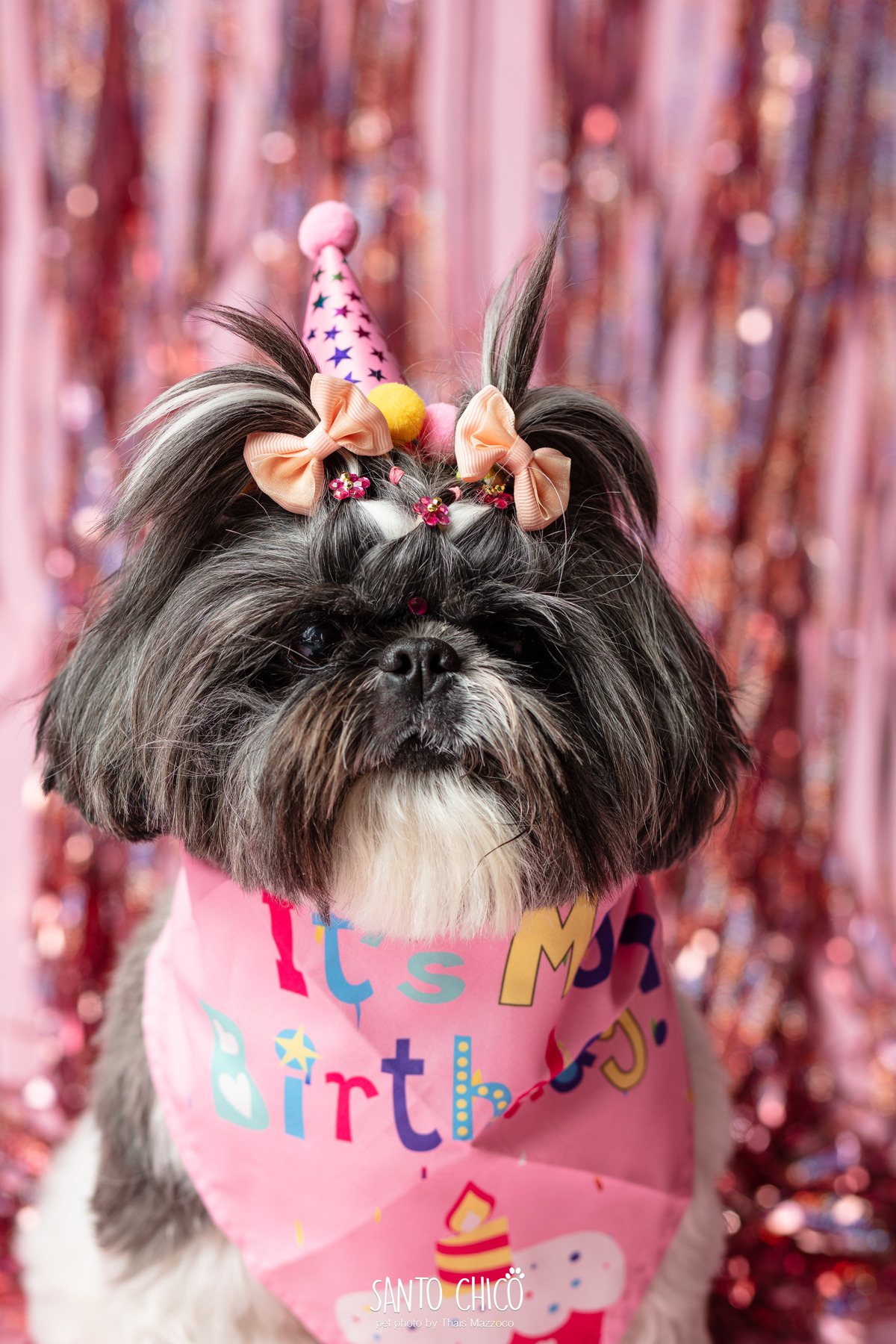 ensaio de familia - aniversario pet - fotografia - estudio - campinas - comemoracao - pet idoso