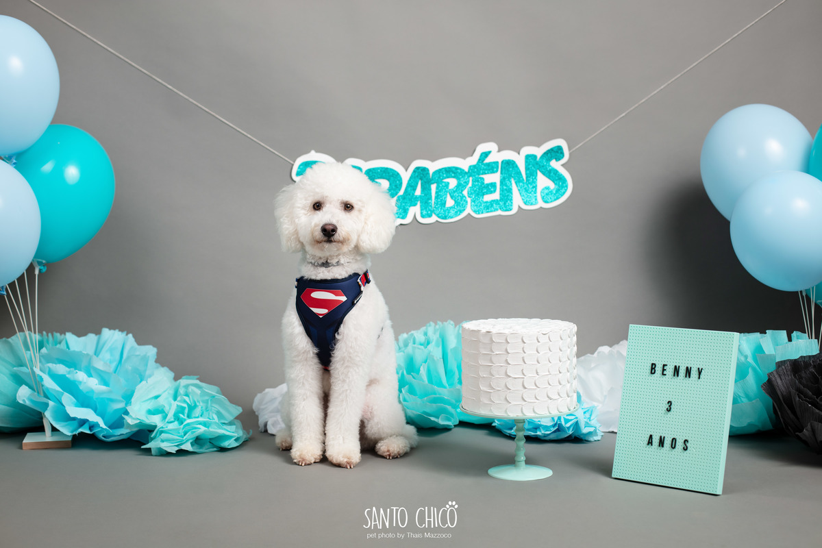 ensaio fotografia - aniversario pet - smash the cake - cake smash - benny o poodle