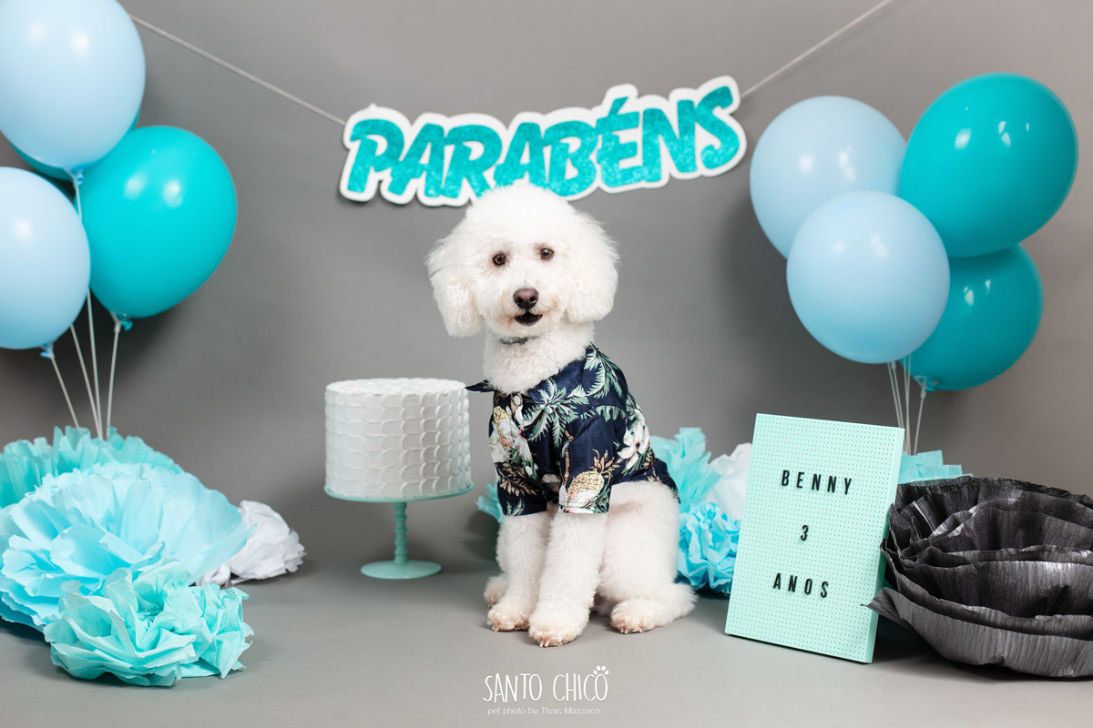 ensaio fotografia - aniversario pet - smash the cake - cake smash - benny o poodle