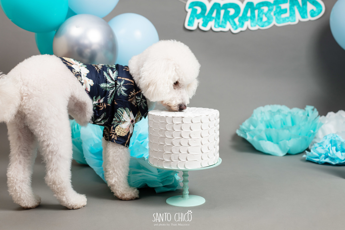 ensaio fotografia - aniversario pet - smash the cake - cake smash - benny o poodle