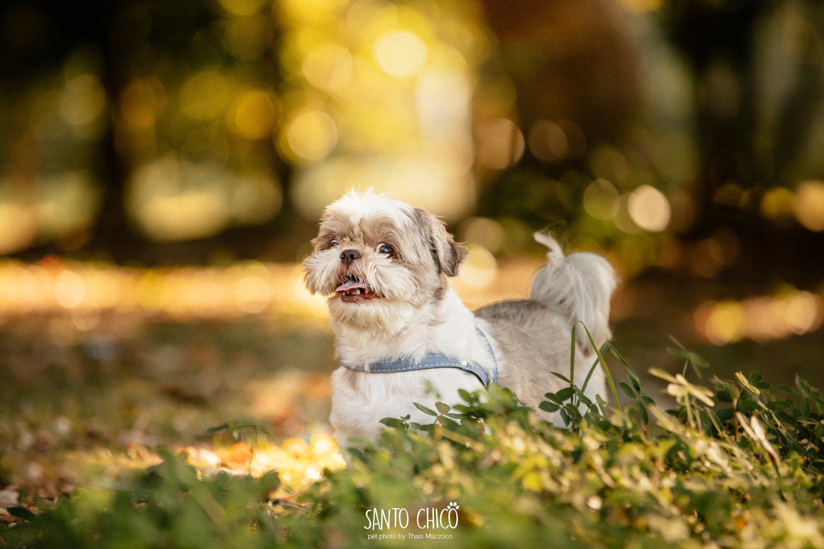 ensaio pet ao ar livre - parque villa lobos - fotografa pet - estudio - campinas