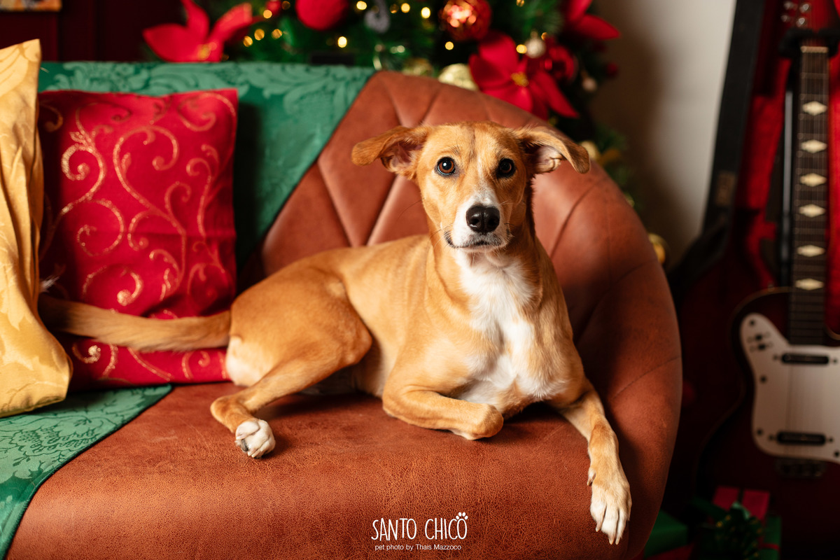 ensaio-natal-pet-estudio-natalino-cachorro