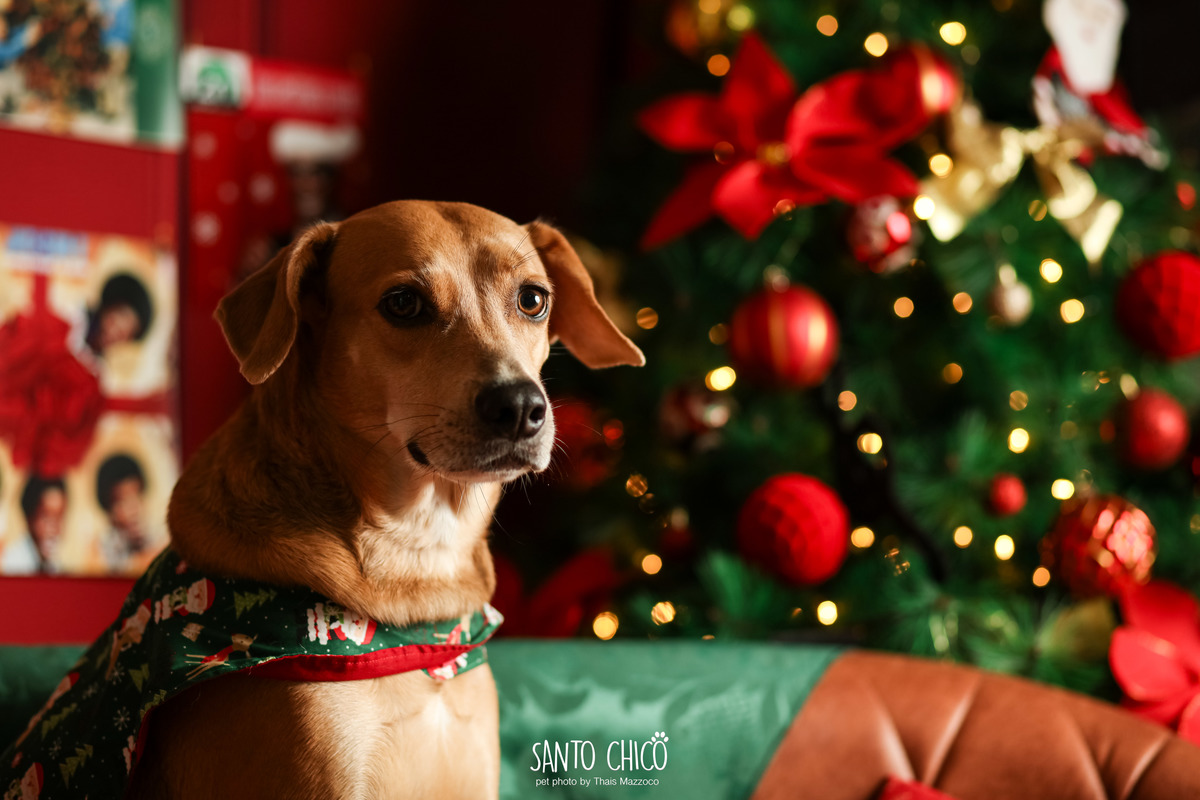 ensaio-natal-pet-estudio-natalino-cachorro