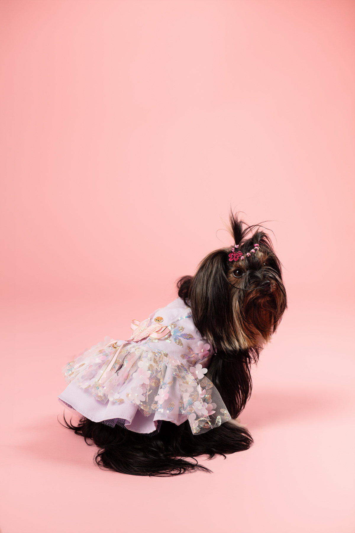 Ensaio pet, minimalista, yorkshire, mãe de pet, fundo rosa, veterinaria, fotografia com pet, animal de estimação, fundo boho, iluminação de estúdio, fotografia profissional, cachorra, filhote