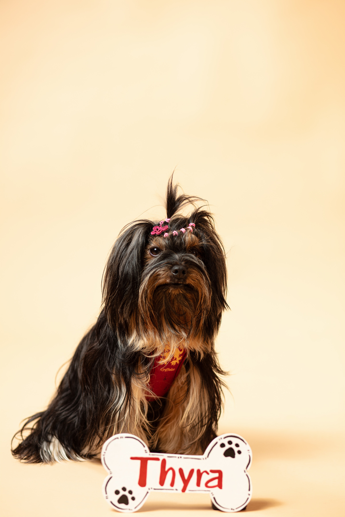 Ensaio pet, minimalista, yorkshire, mãe de pet, fundo rosa, veterinaria, fotografia com pet, animal de estimação, fundo boho, iluminação de estúdio, fotografia profissional, cachorra, filhote