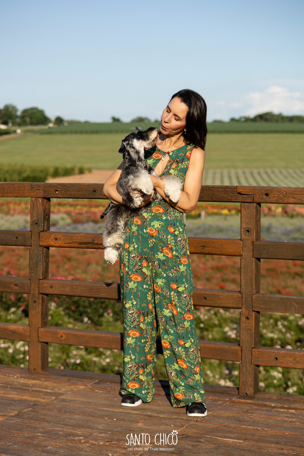 ensaio pet externo - schnauzer -  holambra - macena flores - santo chico fotografia pet - campo de flores