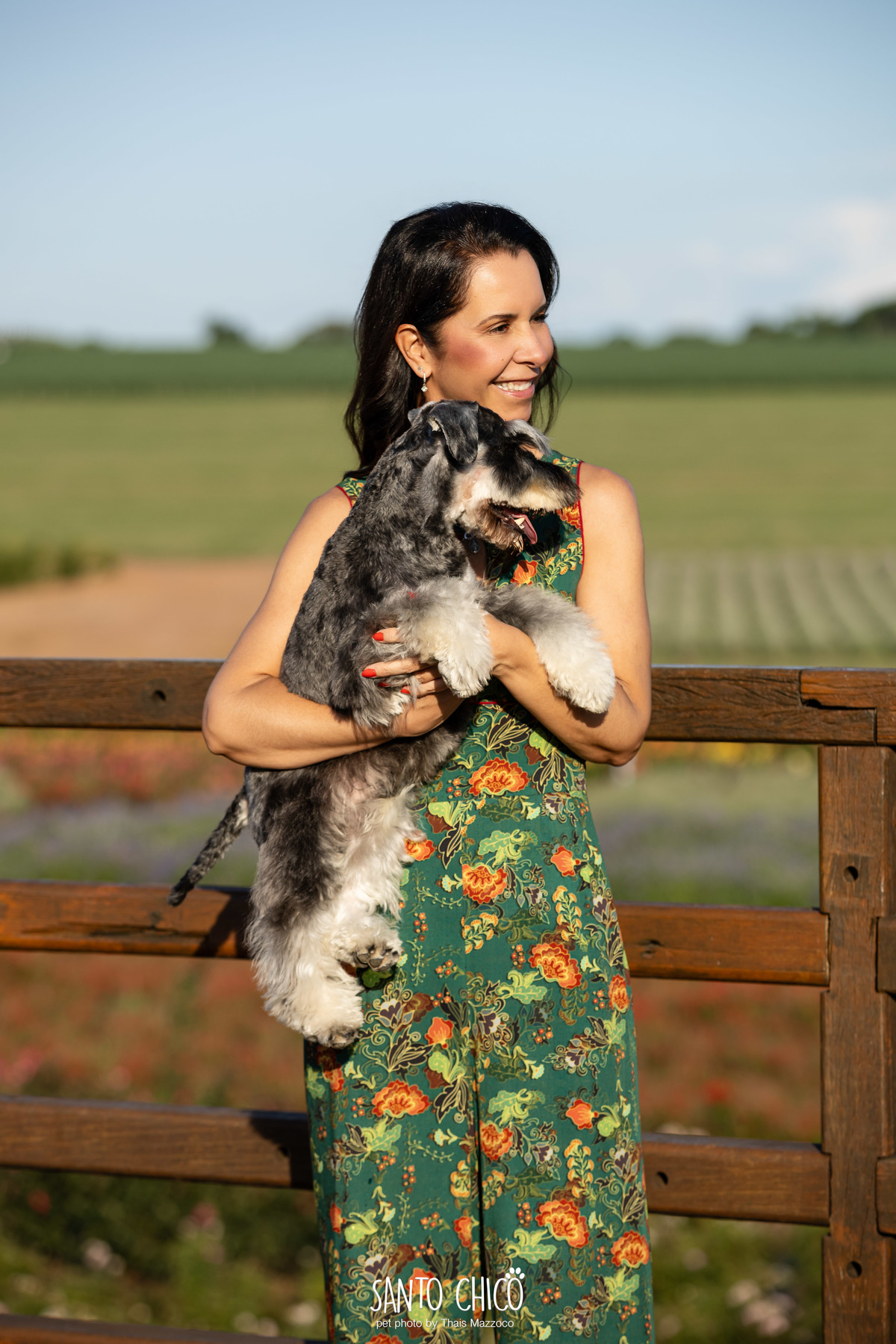 ensaio pet externo - schnauzer -  holambra - macena flores - santo chico fotografia pet - campo de flores