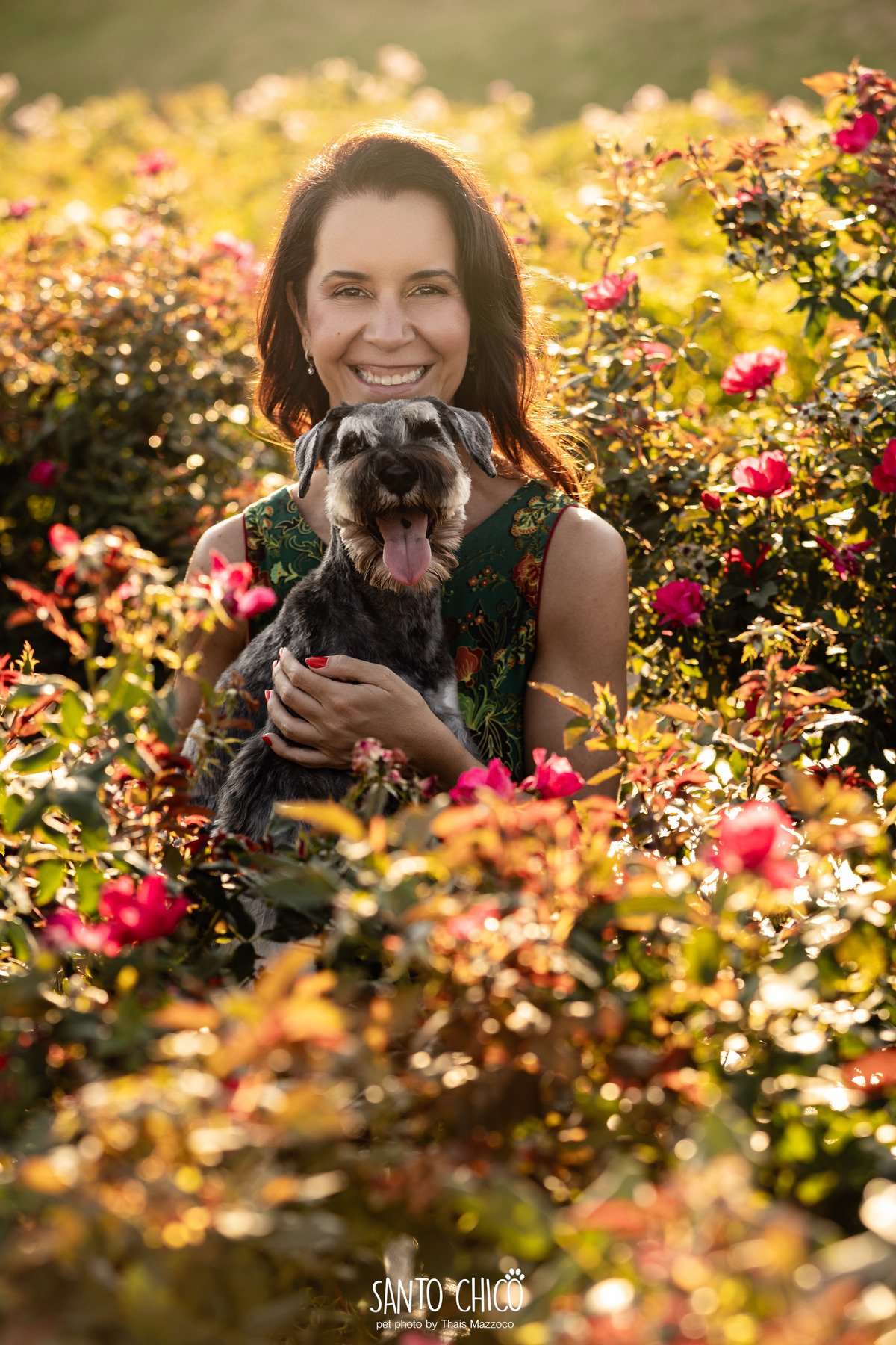 ensaio pet externo - schnauzer -  holambra - macena flores - santo chico fotografia pet - campo de flores