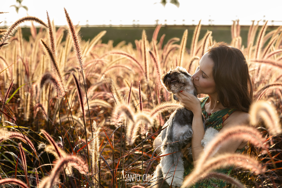 ensaio pet externo - schnauzer -  holambra - macena flores - santo chico fotografia pet - campo de flores