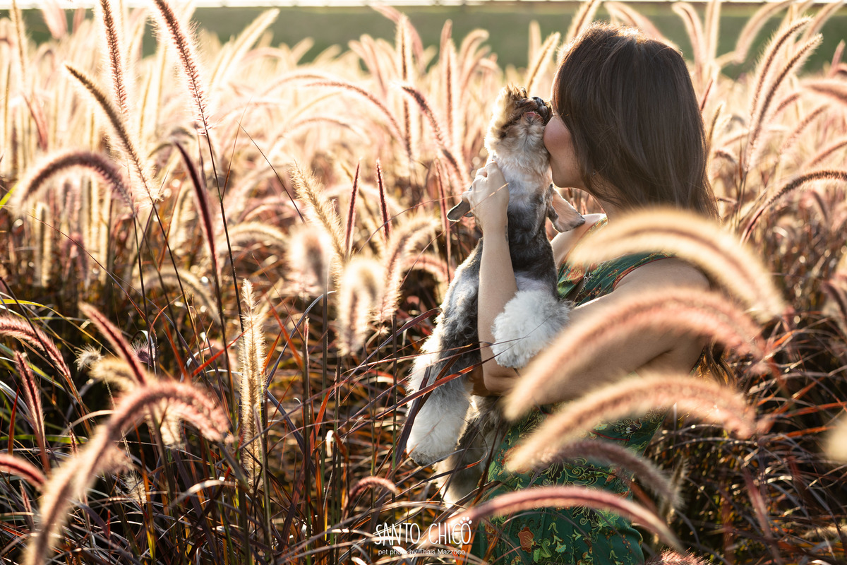 ensaio pet externo - schnauzer -  holambra - macena flores - santo chico fotografia pet - campo de flores