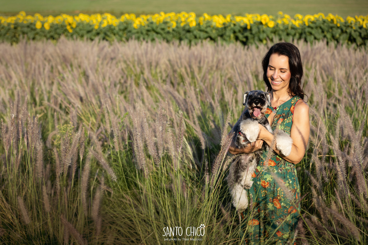 ensaio pet externo - schnauzer -  holambra - macena flores - santo chico fotografia pet - campo de flores