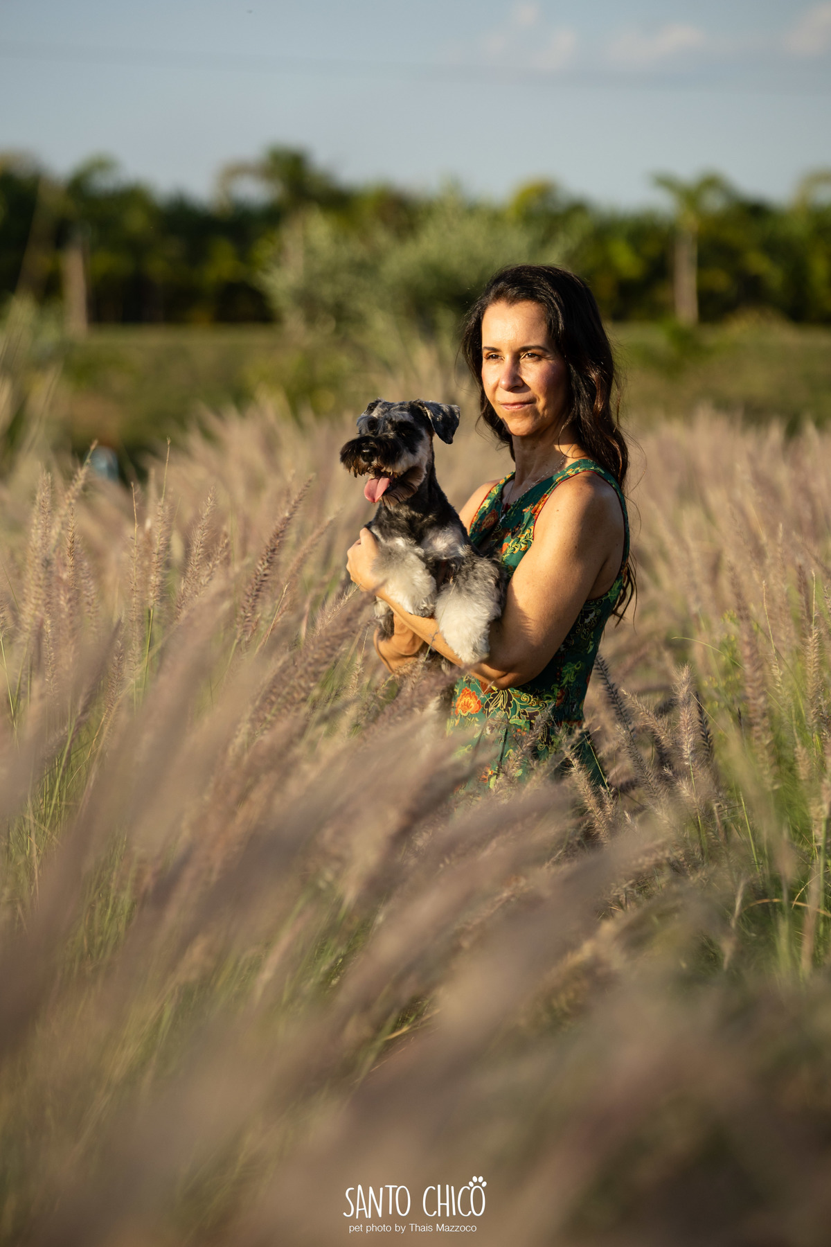 ensaio pet externo - schnauzer -  holambra - macena flores - santo chico fotografia pet - campo de flores