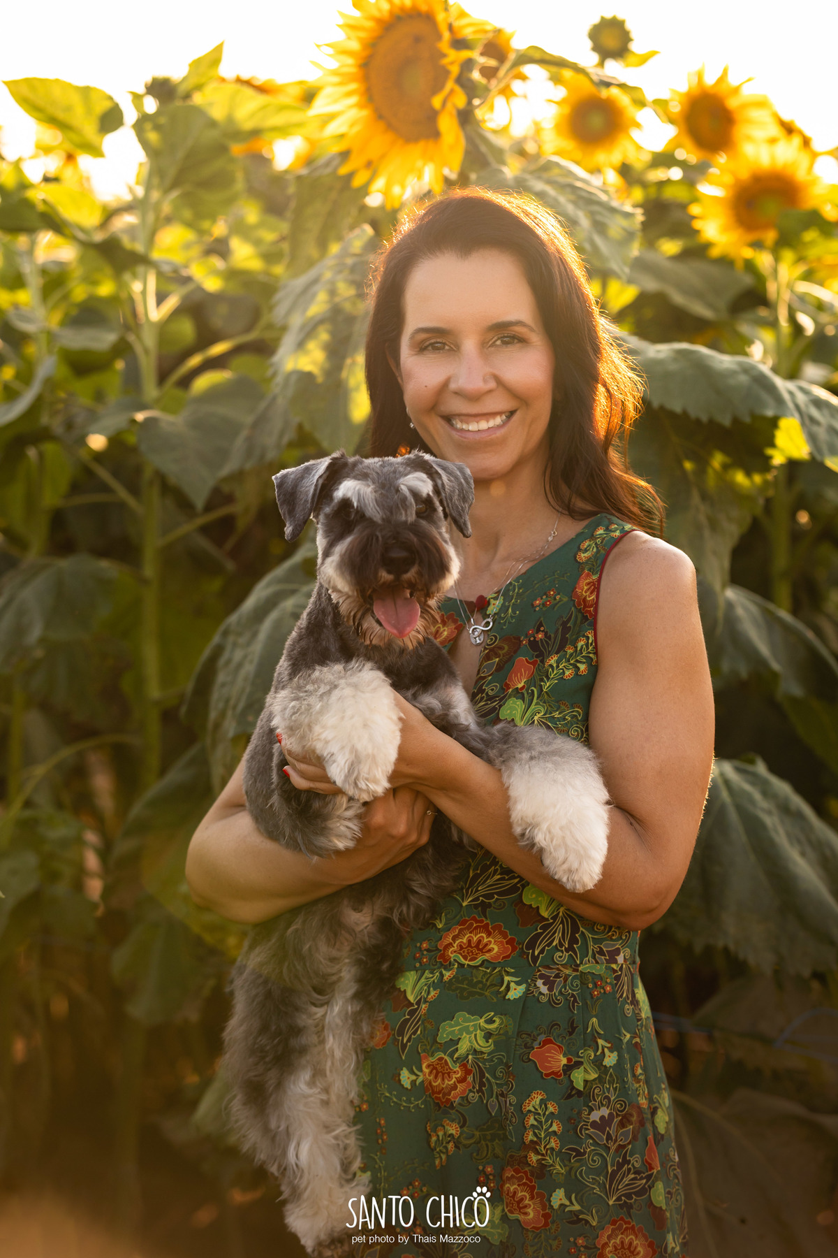 ensaio pet externo - schnauzer -  holambra - macena flores - santo chico fotografia pet - campo de flores