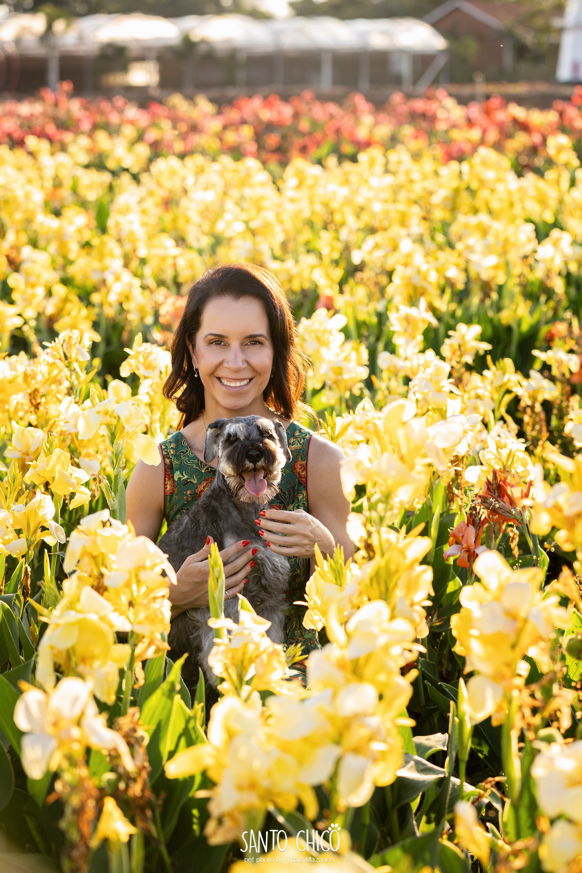 ensaio pet externo - schnauzer -  holambra - macena flores - santo chico fotografia pet - campo de flores
