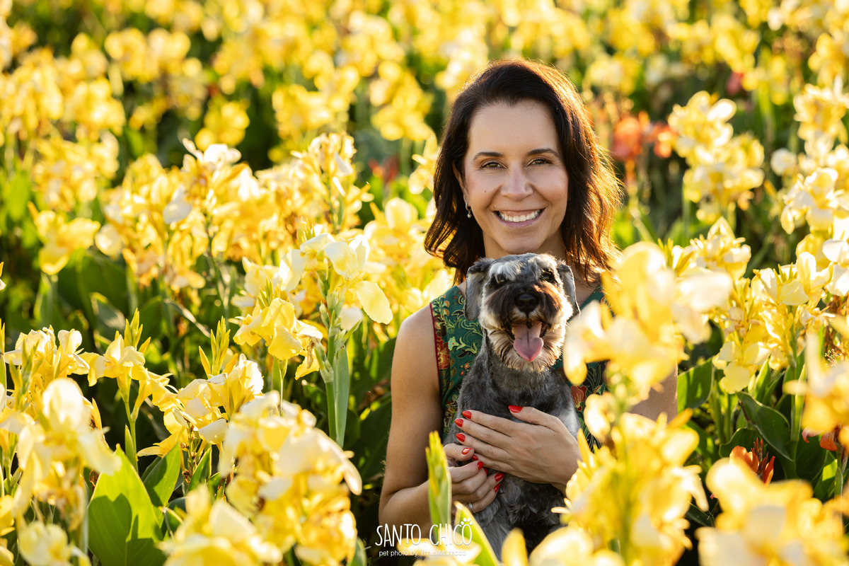ensaio pet externo - schnauzer -  holambra - macena flores - santo chico fotografia pet - campo de flores