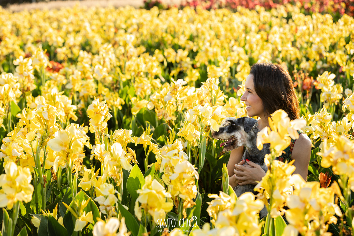 ensaio pet externo - schnauzer -  holambra - macena flores - santo chico fotografia pet - campo de flores