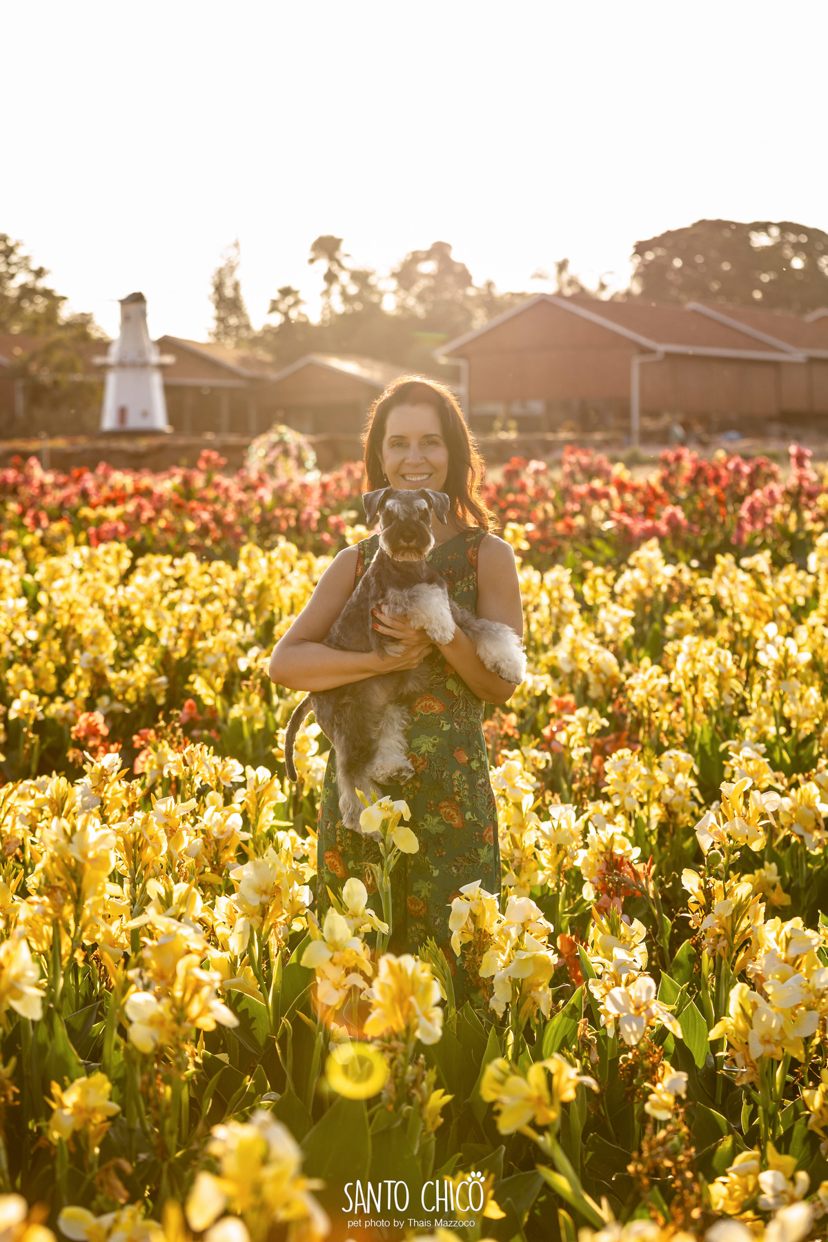 ensaio pet externo - schnauzer -  holambra - macena flores - santo chico fotografia pet - campo de flores