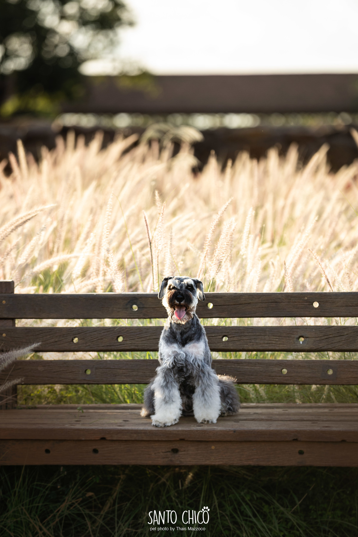 ensaio pet externo - schnauzer -  holambra - macena flores - santo chico fotografia pet - campo de flores