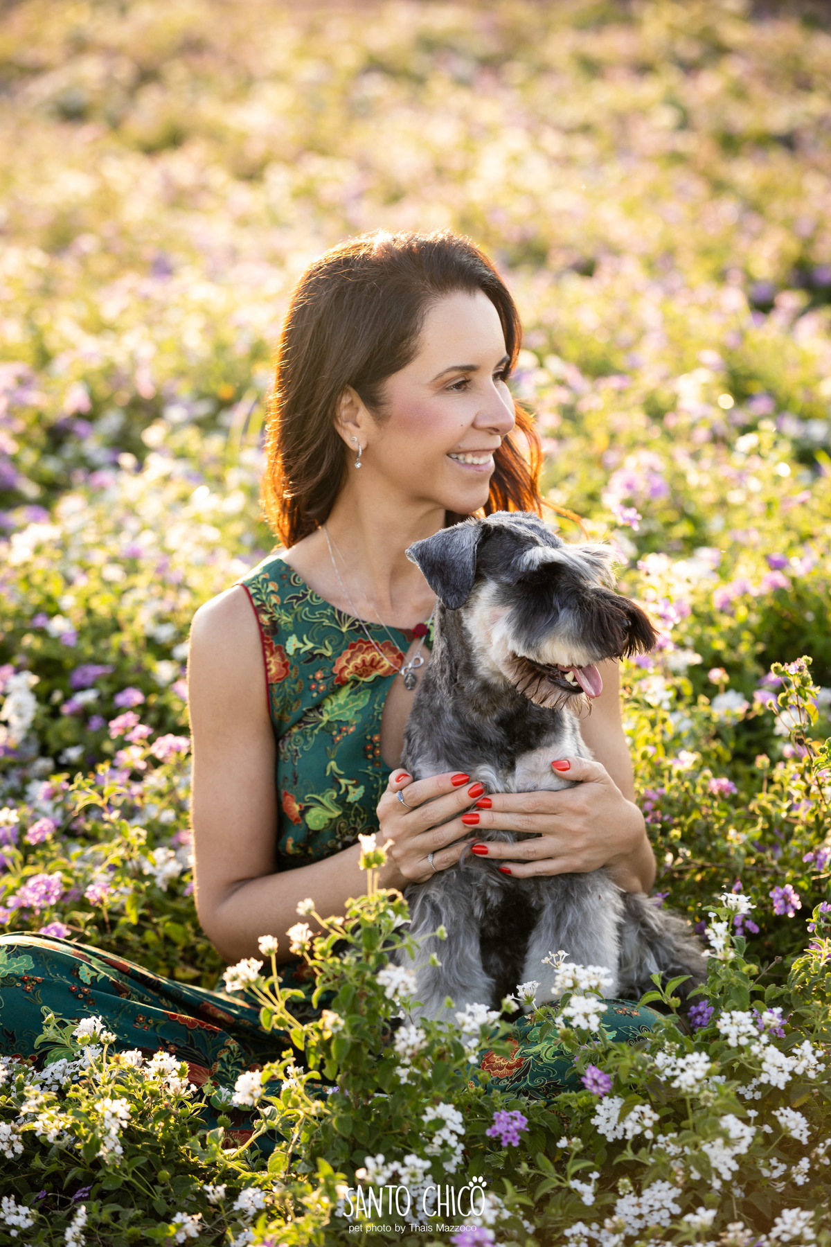 ensaio pet externo - schnauzer -  holambra - macena flores - santo chico fotografia pet - campo de flores