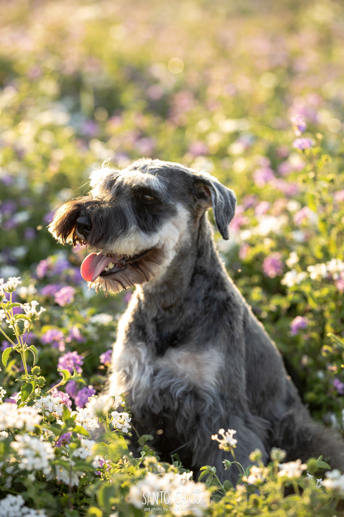 ensaio pet externo - schnauzer -  holambra - macena flores - santo chico fotografia pet - campo de flores