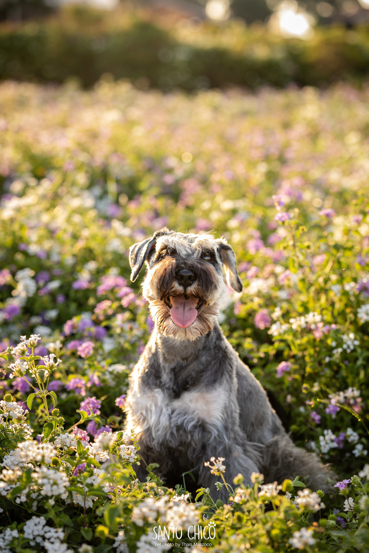 ensaio pet externo - schnauzer -  holambra - macena flores - santo chico fotografia pet - campo de flores