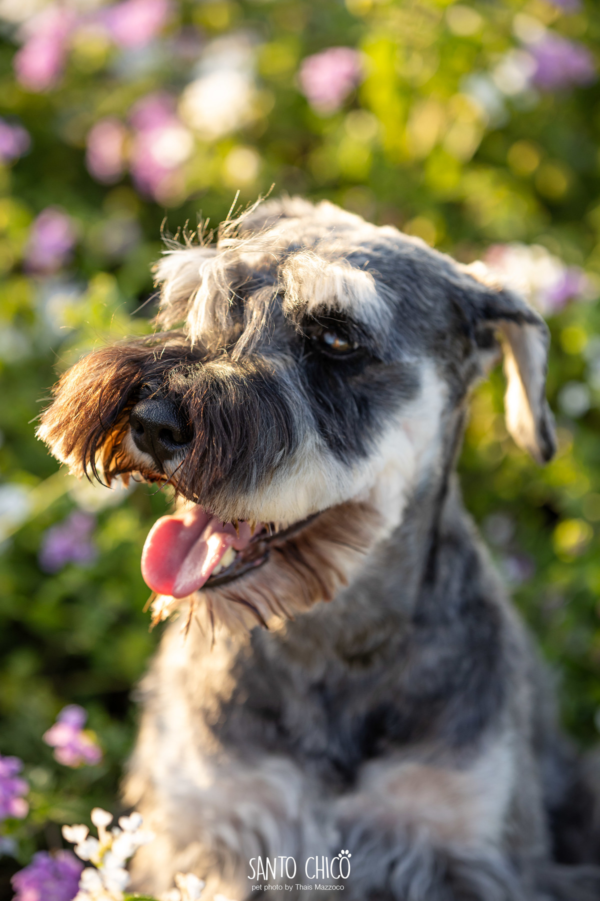 ensaio pet externo - schnauzer -  holambra - macena flores - santo chico fotografia pet - campo de flores
