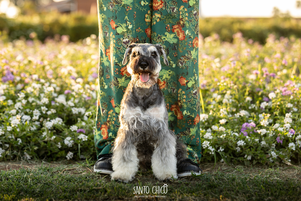 ensaio pet externo - schnauzer -  holambra - macena flores - santo chico fotografia pet - campo de flores