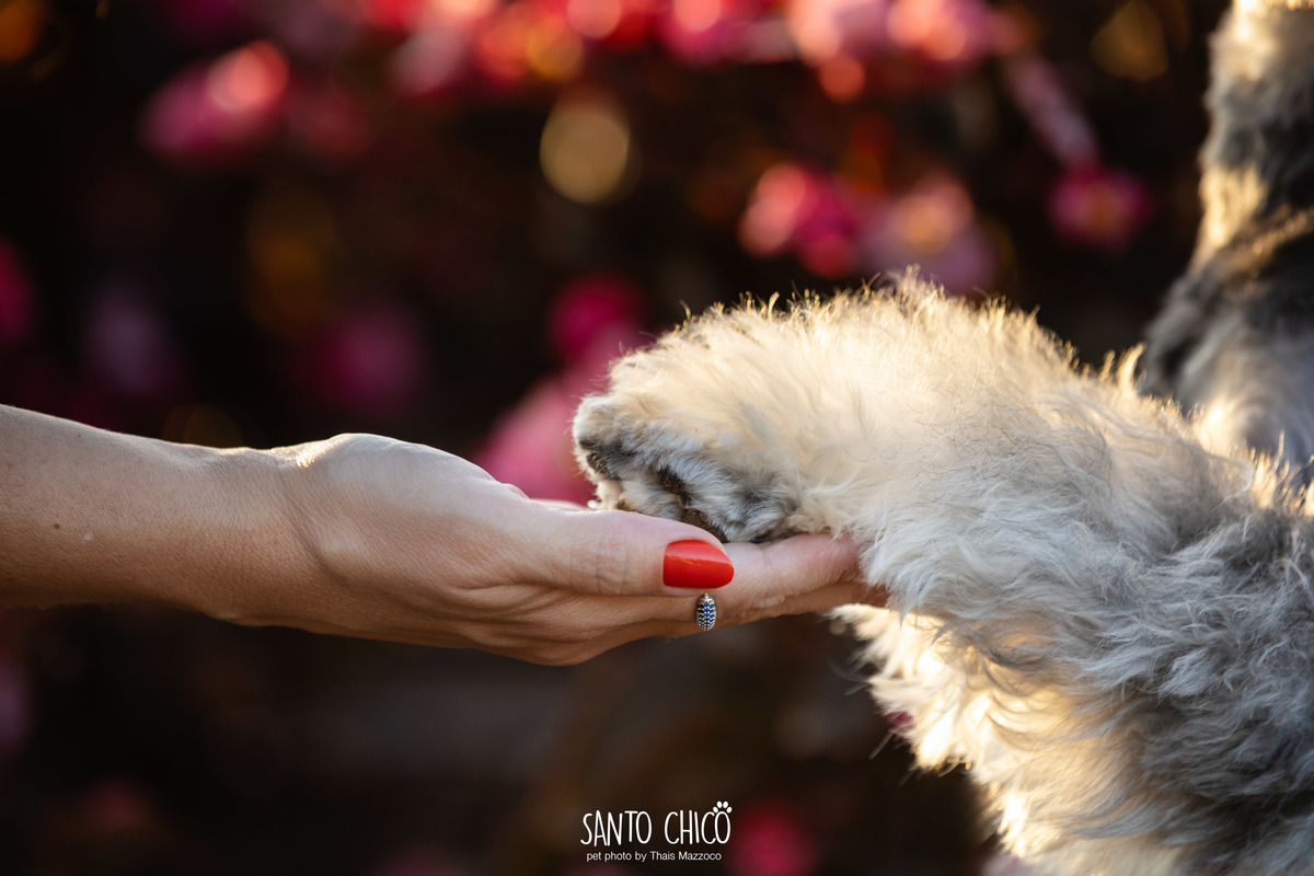 ensaio pet externo - schnauzer -  holambra - macena flores - santo chico fotografia pet - campo de flores