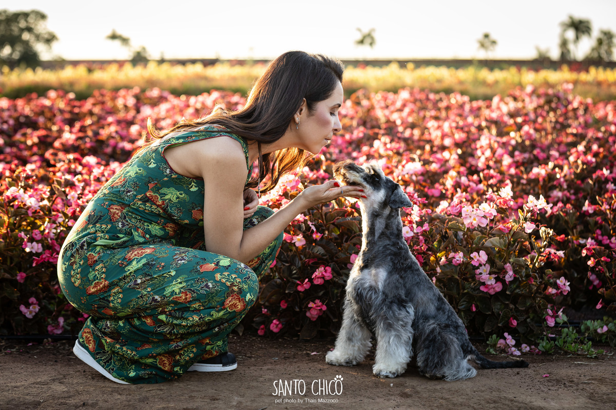 ensaio pet externo - schnauzer -  holambra - macena flores - santo chico fotografia pet - campo de flores
