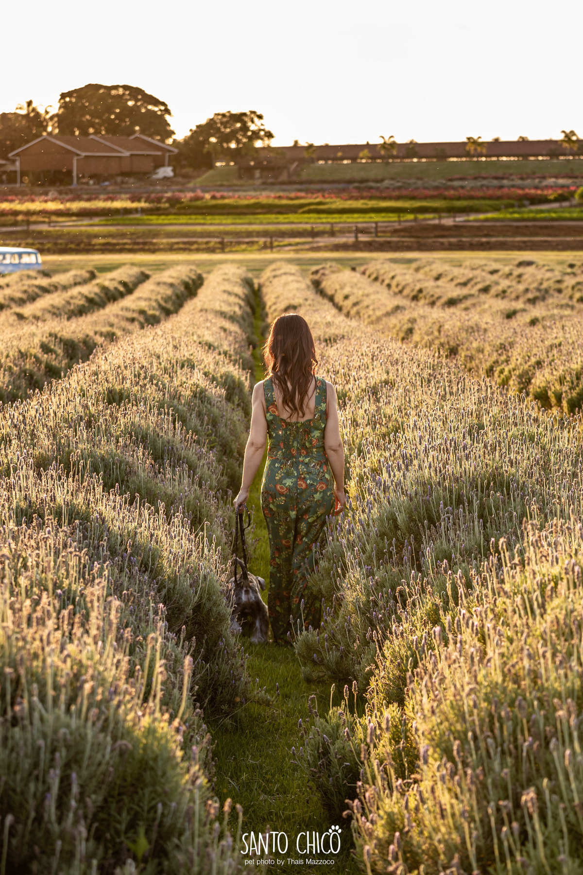 ensaio pet externo - schnauzer -  holambra - macena flores - santo chico fotografia pet - campo de flores