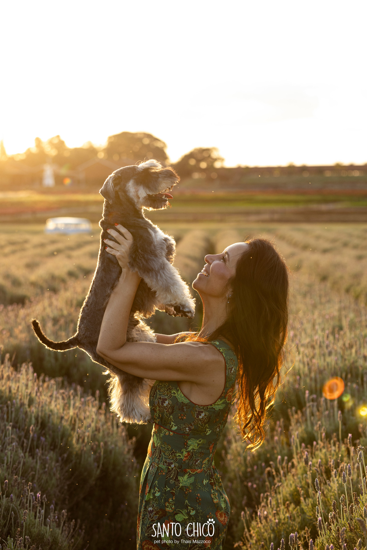 ensaio pet externo - schnauzer -  holambra - macena flores - santo chico fotografia pet - campo de flores