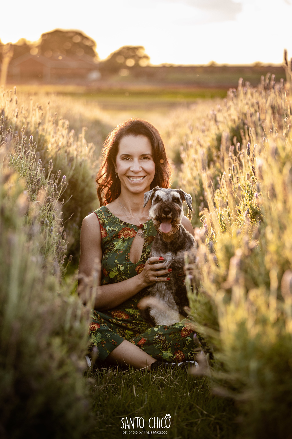 ensaio pet externo - schnauzer -  holambra - macena flores - santo chico fotografia pet - campo de flores