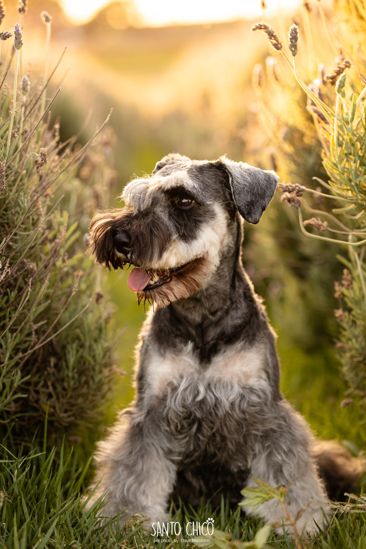  ensaio pet externo - schnauzer -  holambra - macena flores - santo chico fotografia pet - campo de flores