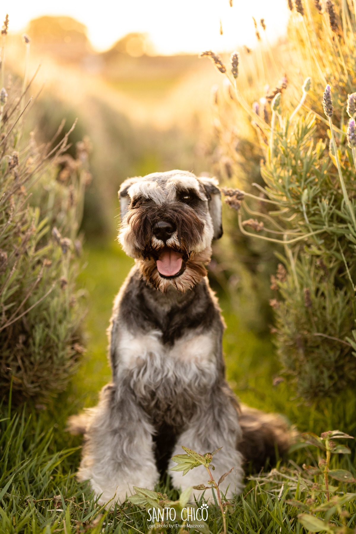 ensaio pet externo - schnauzer -  holambra - macena flores - santo chico fotografia pet - campo de flores