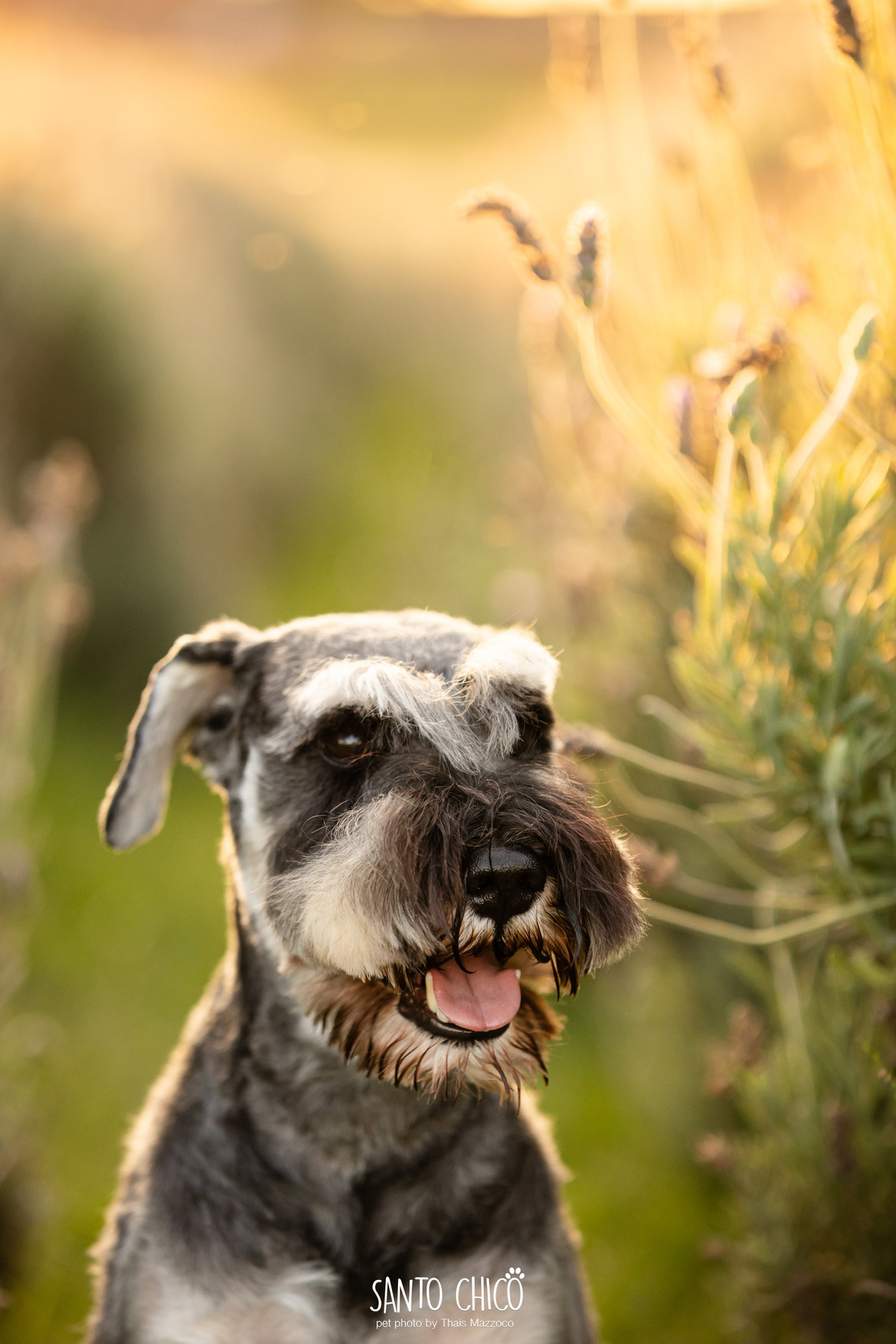 ensaio pet externo - schnauzer -  holambra - macena flores - santo chico fotografia pet - campo de flores