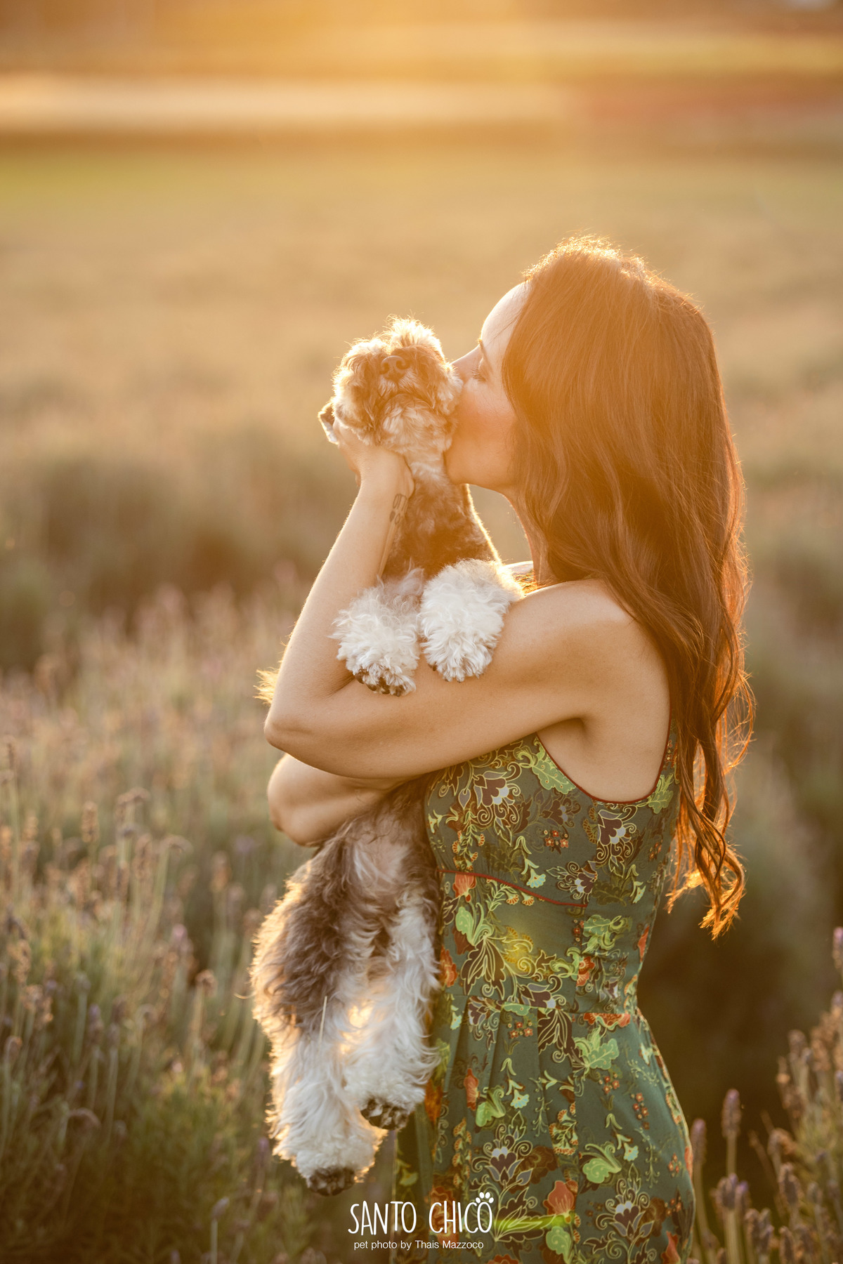 ensaio pet externo - schnauzer -  holambra - macena flores - santo chico fotografia pet - campo de flores