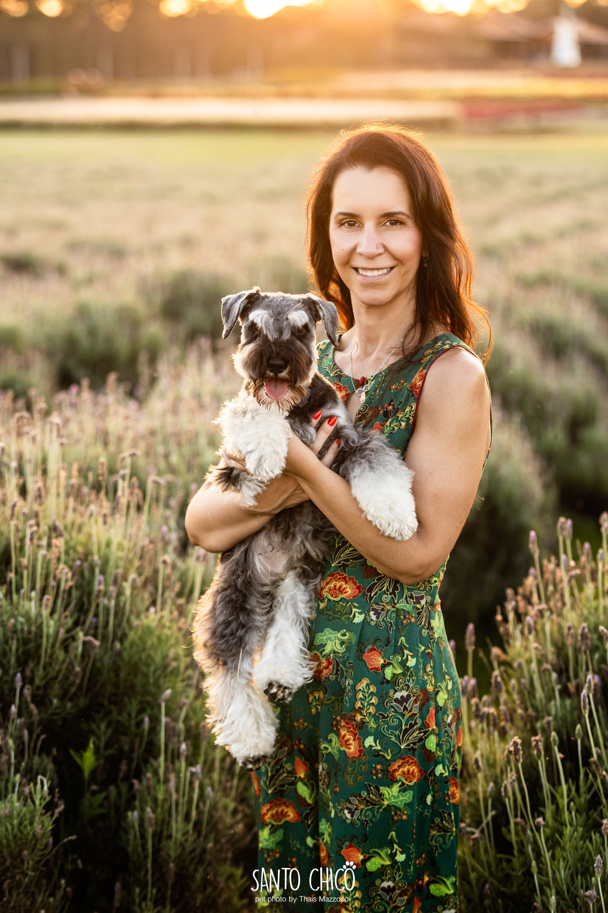 ensaio pet externo - schnauzer -  holambra - macena flores - santo chico fotografia pet - campo de flores