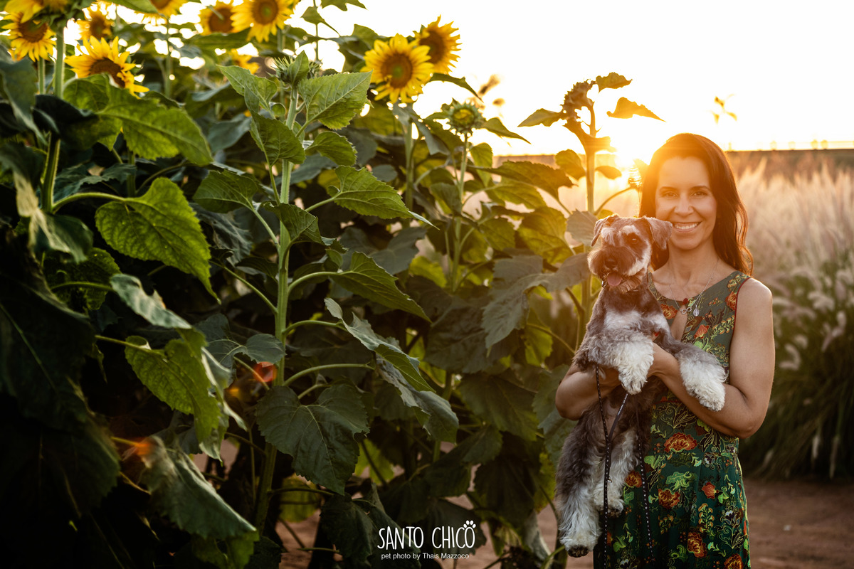 ensaio pet externo - schnauzer -  holambra - macena flores - santo chico fotografia pet - campo de flores
