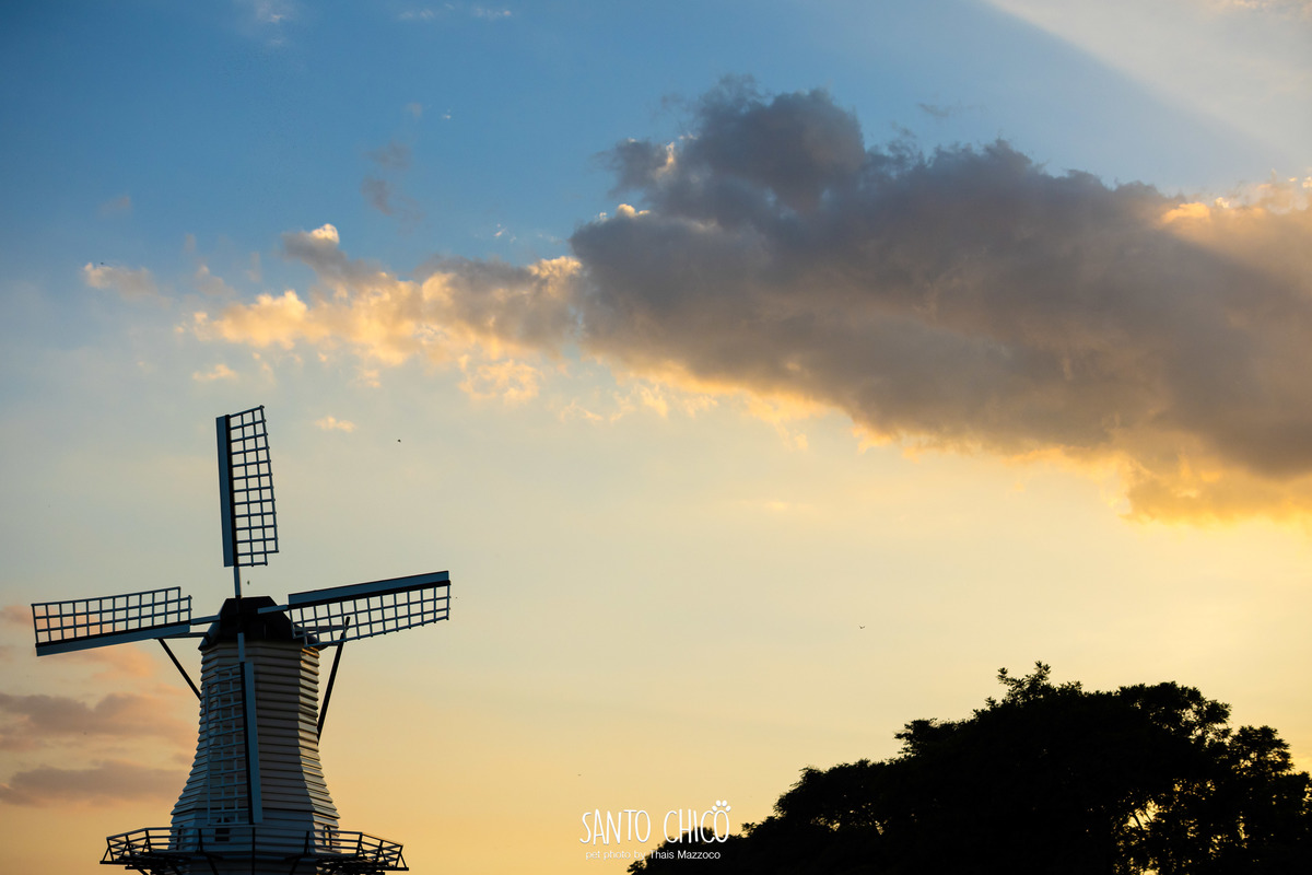ensaio pet externo - schnauzer -  holambra - macena flores - santo chico fotografia pet - campo de flores